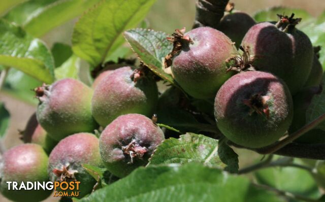 The Denmark Heritage Cider Company 218 Glenrowan Road Scotsdale WA 6333