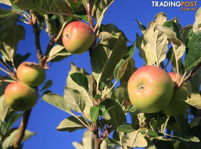 The Denmark Heritage Cider Company 218 Glenrowan Road Scotsdale WA 6333