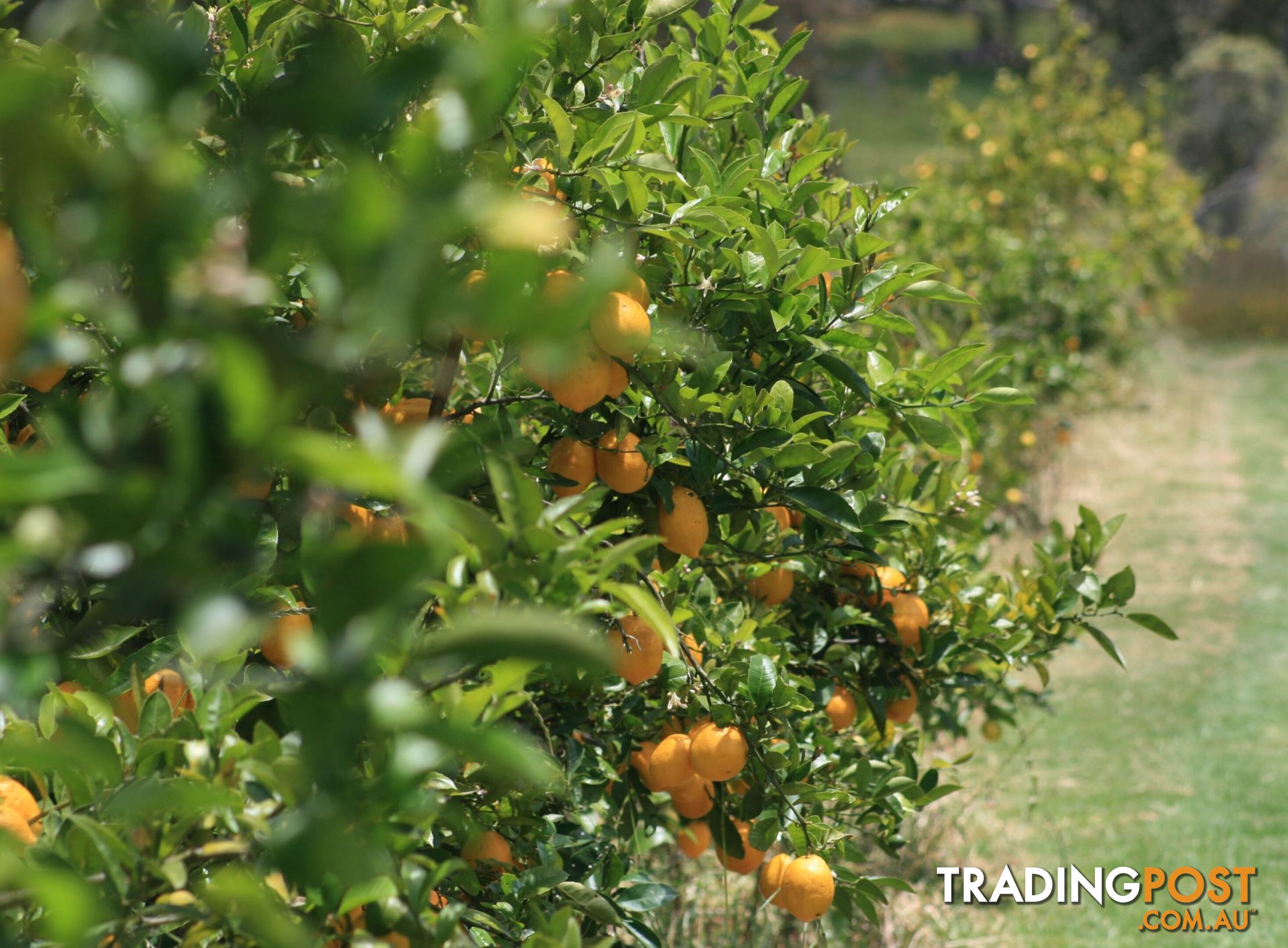 The Denmark Heritage Cider Company 218 Glenrowan Road Scotsdale WA 6333