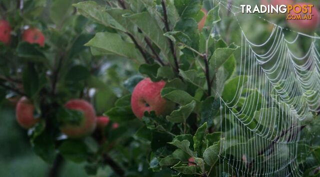 The Denmark Heritage Cider Company 218 Glenrowan Road Scotsdale WA 6333