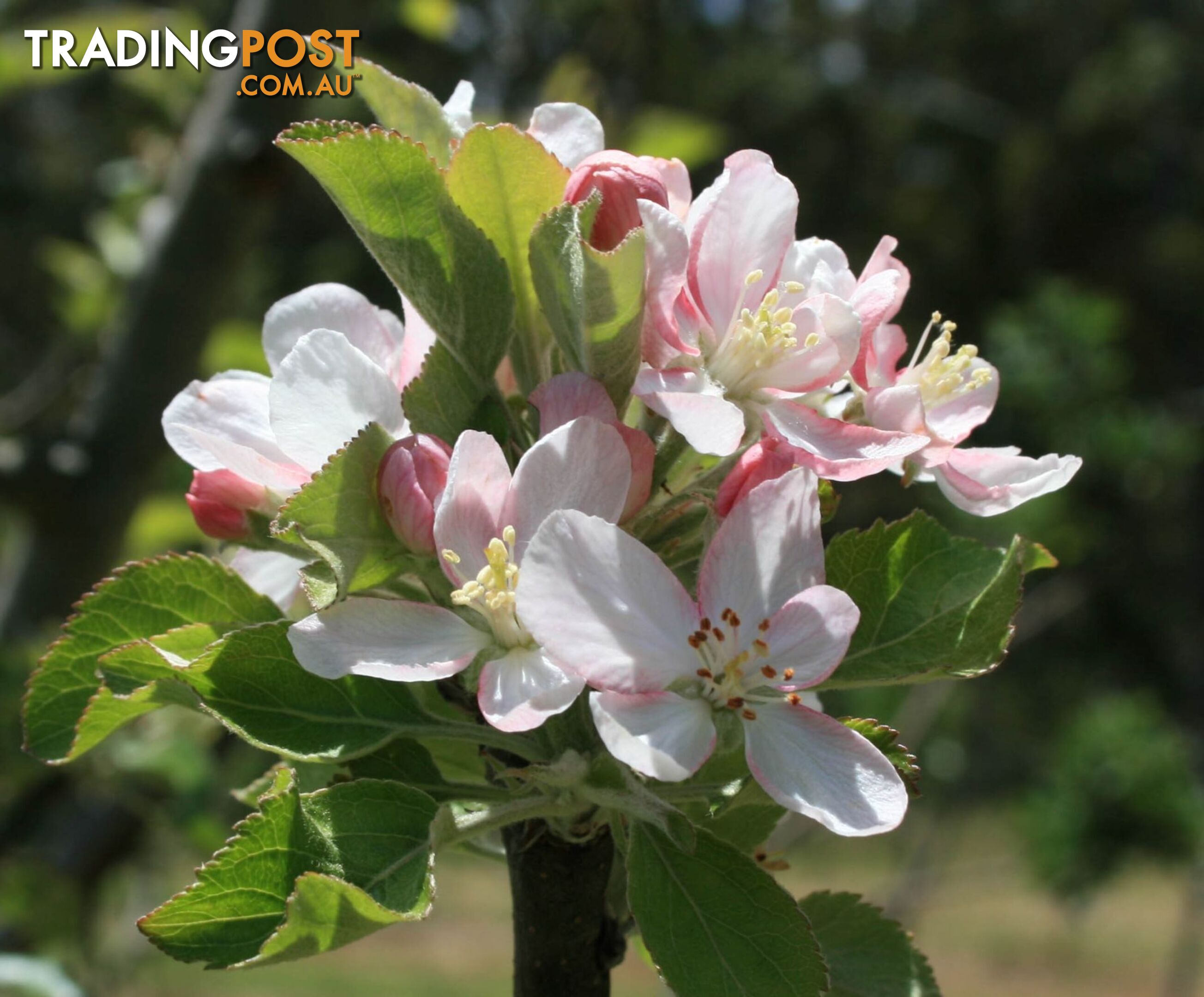 The Denmark Heritage Cider Company 218 Glenrowan Road Scotsdale WA 6333