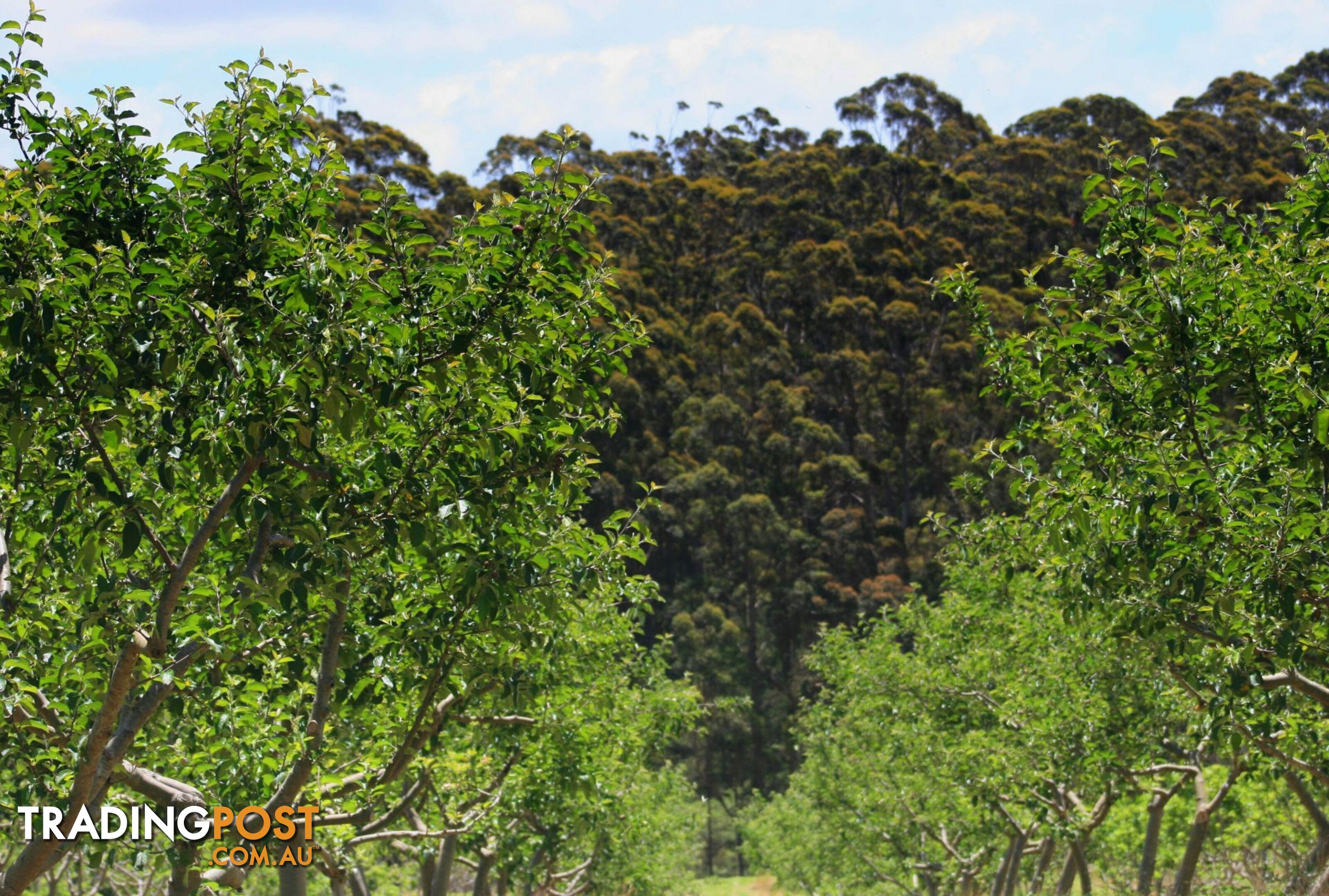 The Denmark Heritage Cider Company 218 Glenrowan Road Scotsdale WA 6333