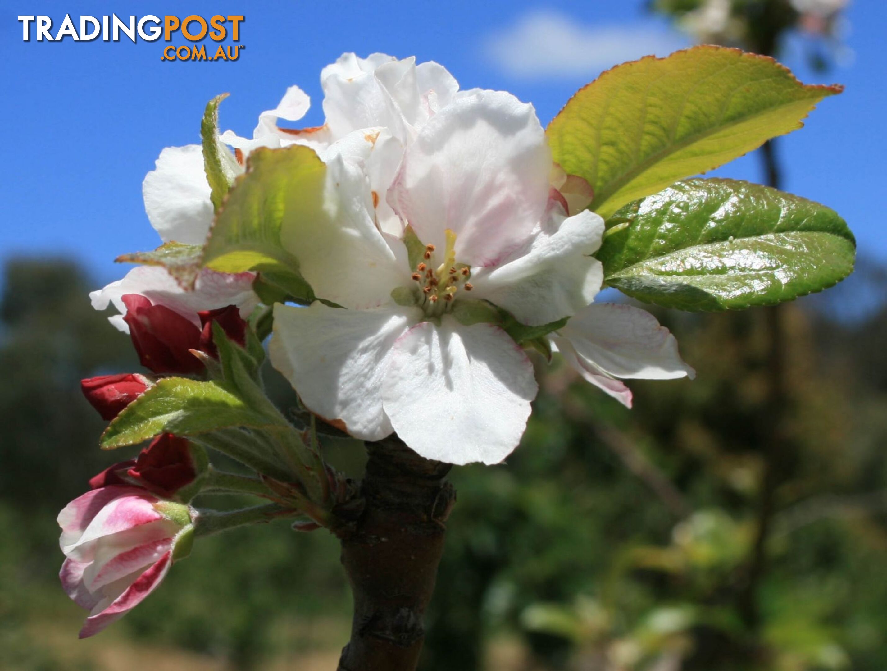 The Denmark Heritage Cider Company 218 Glenrowan Road Scotsdale WA 6333