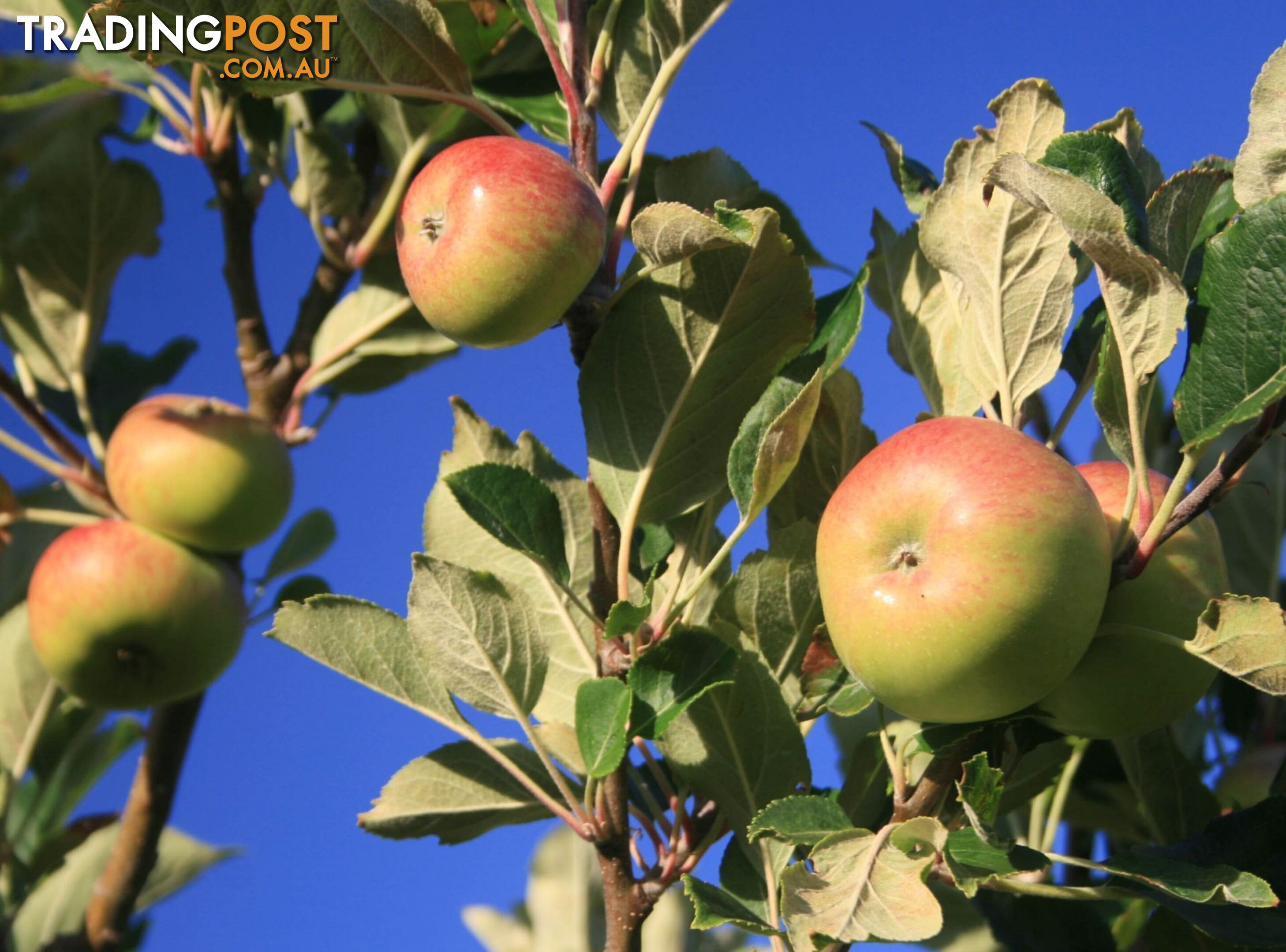 The Denmark Heritage Cider Company 218 Glenrowan Road Scotsdale WA 6333