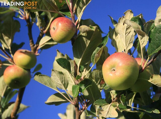 The Denmark Heritage Cider Company 218 Glenrowan Road Scotsdale WA 6333