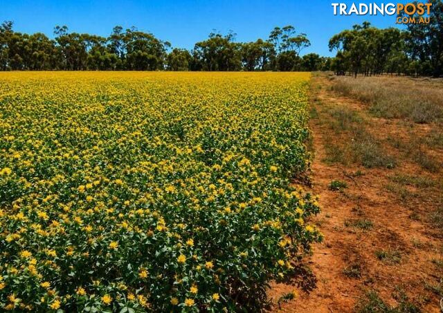 488 Days Road Nyngan NSW 2825