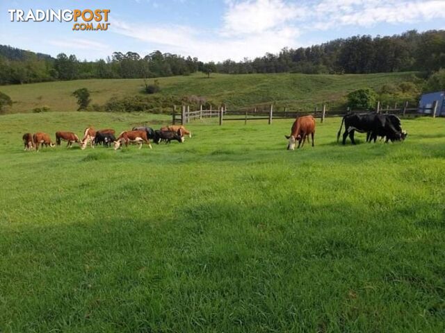 7630 Armidale Rd Billys Creek NSW 2453