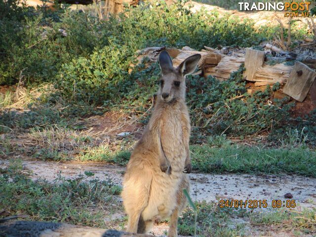 Charleville QLD 4470