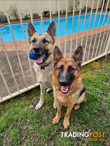 German Shepherd Male & Female