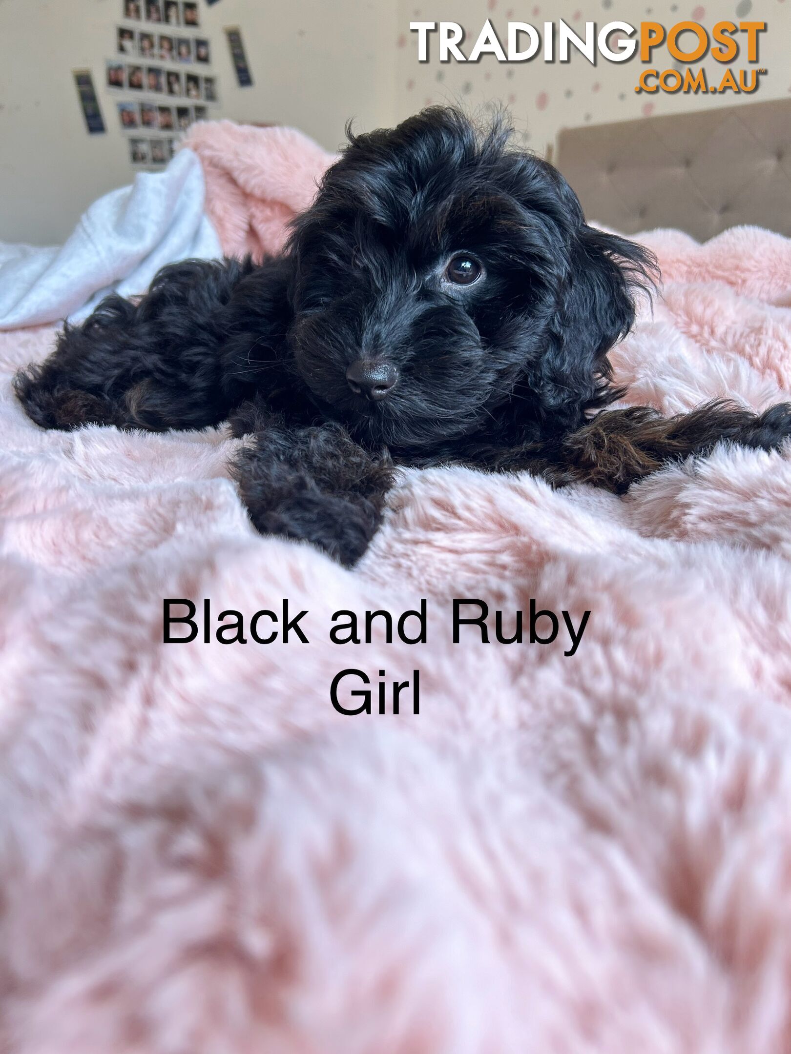 DNA cleared toy cavoodle puppies by Poochly Cavoodles