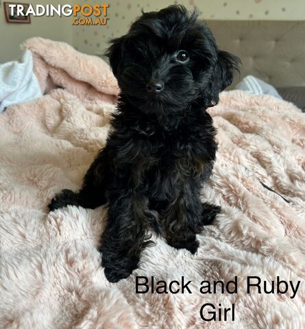 DNA cleared toy cavoodle puppies by Poochly Cavoodles
