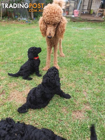 Poodle Standard puppies