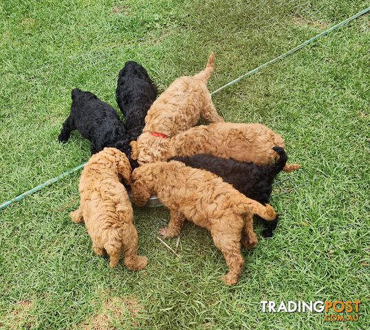 STANDARD POODLE PUPPIES