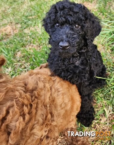 STANDARD POODLE PUPPIES