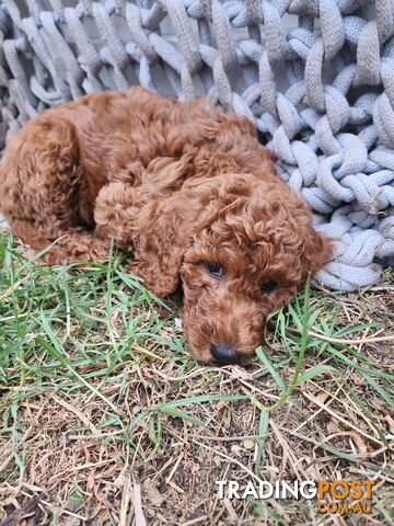 Poodle Standard Puppies