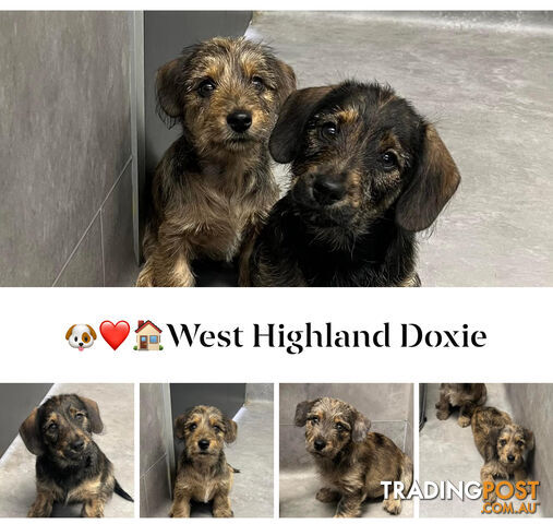 DashieXWestie WEST HIGHLAND DOXIE