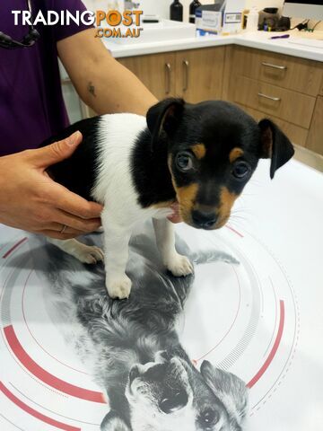 Miniature fox terrier puppies