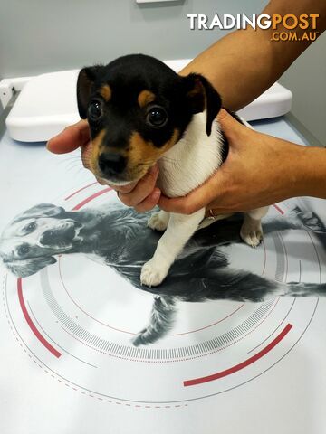 Miniature fox terrier puppies