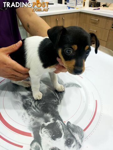 Miniature fox terrier puppies