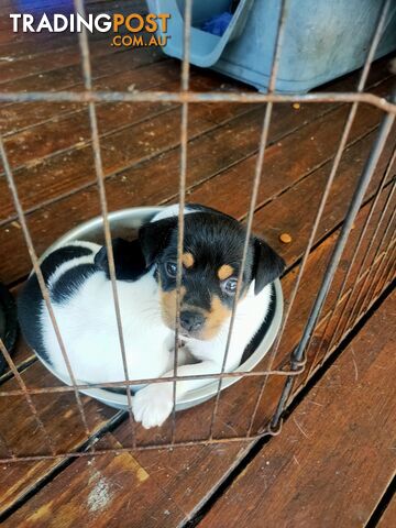 Miniature fox terrier puppies