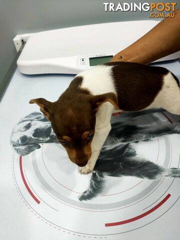 Miniature fox terrier puppies