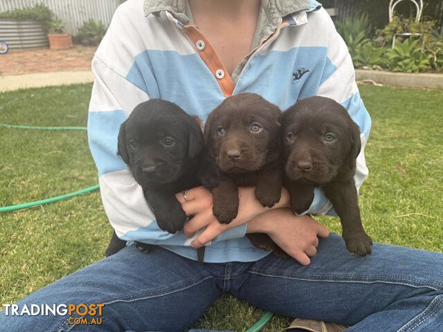 Labrador puppies