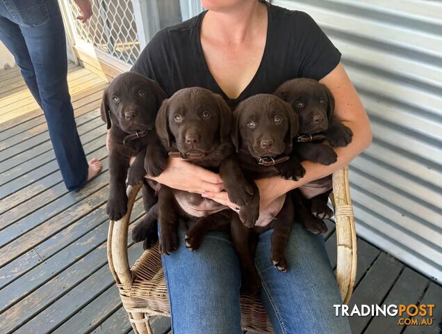 Labrador puppies