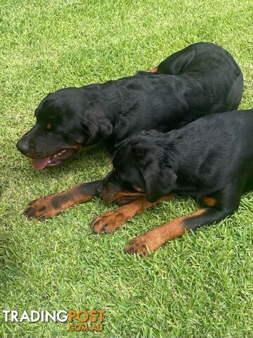 rottweiler puppies trading post