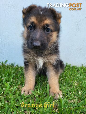 Purebred German Shepherd Puppies