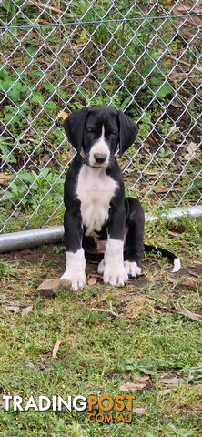 Purebred great dane pup