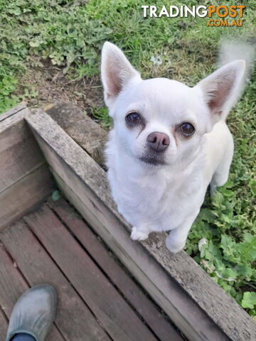 Purebred Chihuahua Female - photo 5 of 6