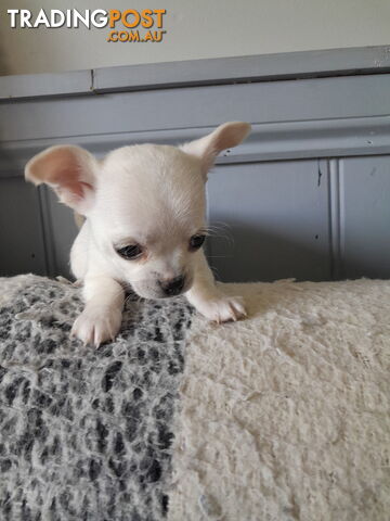 Purebred Chihuahua Female - photo 3 of 6