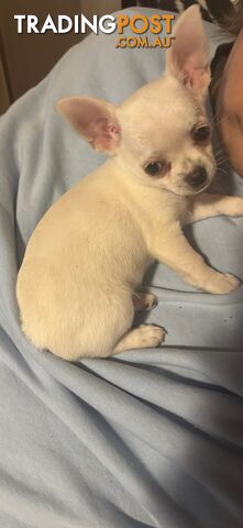 Purebred Chihuahua Female - photo 4 of 6