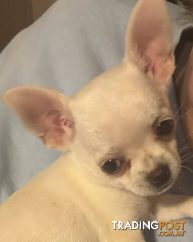 Purebred Chihuahua Female