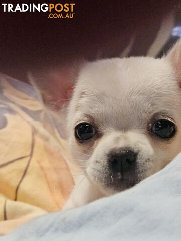 Purebred Chihuahua Female - photo 2 of 6