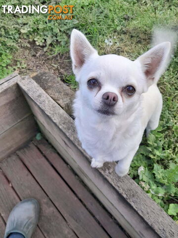 Pedigree Purebred Chihuahua - photo 4 of 4