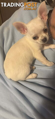 Pedigree Purebred Chihuahua