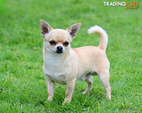 Pedigree Purebred Chihuahua - photo 3 of 4