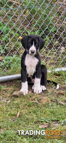 Purebred Mantle Great Dane