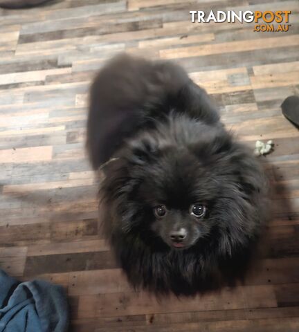 15 Month old Purebred Pomeranian