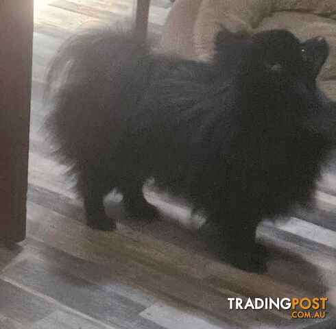 15 Month old Purebred Pomeranian - photo 2 of 2