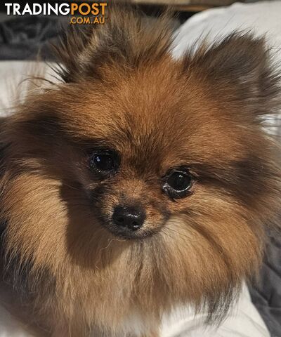 18 month old Pedigree Teacup Pomeranian