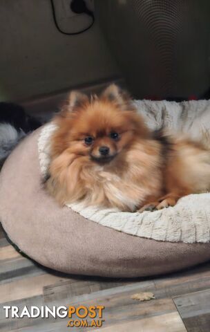 18 month old Pedigree Teacup Pomeranian - photo 3 of 4