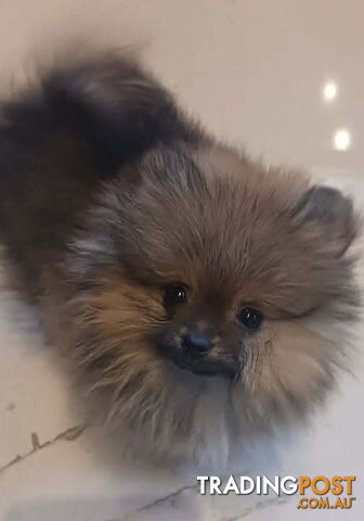 18 month old Pedigree Teacup Pomeranian - photo 4 of 4