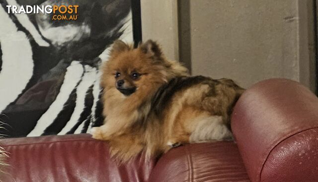 18 month old Pedigree Teacup Pomeranian - photo 2 of 4