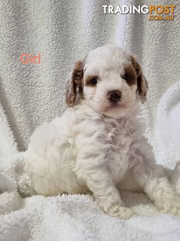 Toy Cavoodles DNA Clear