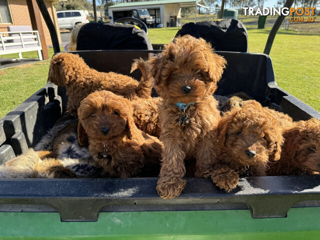 Beautiful Cavoodle puppies