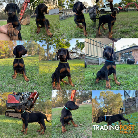 Pedigree European Dobermann Puppies