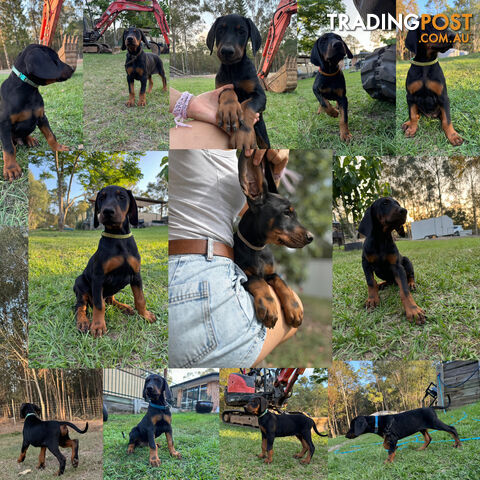 Pedigree European Dobermann Puppies