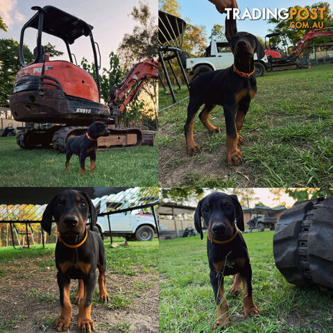 Pedigree European Dobermann Puppies